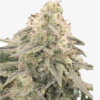 Natur-Breit Seeds Amnesia Haze Feminisiert