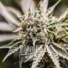 Blimburn Seeds GMO Feminisiert
