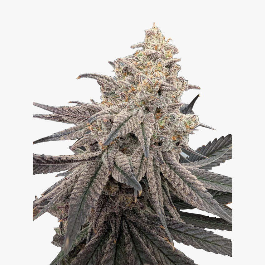 Fruitbomb haze strain