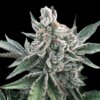 Silent Seeds Polar Gelato Auto By Sherbinskis