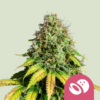 Royal Queen Seeds Somango XL Feminisiert
