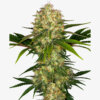 Sensi Seeds Afghani #1 Feminisiert
