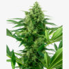 Sensi Seeds Banana Frosting Feminisiert