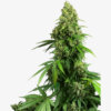 Sensi Seeds Honey Melon Kush Auto
