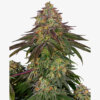 Sensi Seeds Sweet Cherry Kush Feminisiert